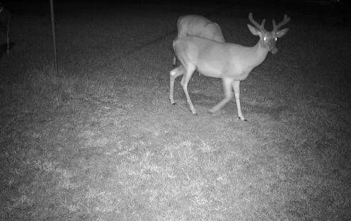 one doe night.jpg